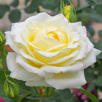 Ruža veľkokvetá Chopin obrázok 4