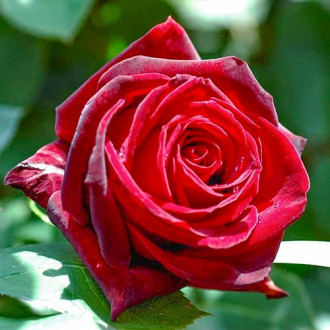Ruža veľkokvetá Cygne Noir obrázok 6
