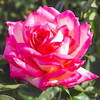 Ruža veľkokvetá Desse obrázok 6