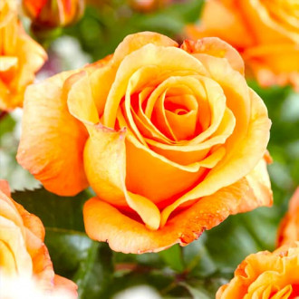 Ruža veľkokvetá Doris Tysterman obrázok 6