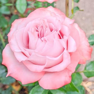 Ruža veľkokvetá Lilu Wonder obrázok 3