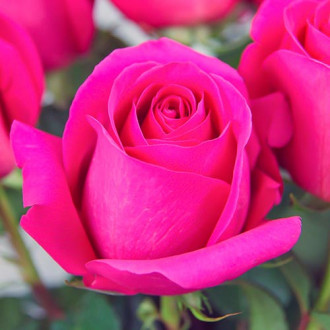 Ruža veľkokvetá Pink obrázok 2