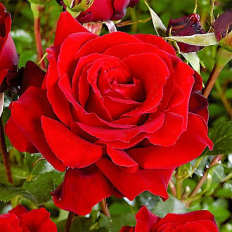 Ruža veľkokvetá Red obrázok 3