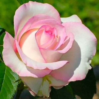 Ruža veľkokvetá White Pin obrázok 5