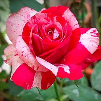 Ruža veľkokvetá White Red obrázok 4