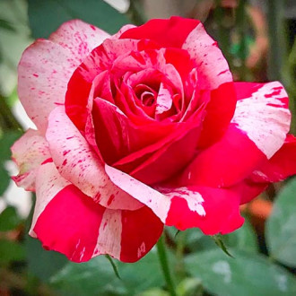 Ruža veľkokvetá White Red obrázok 2