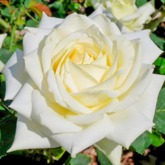 Ruža veľkokvetá White obrázok 5