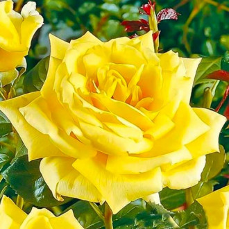 Ruža veľkokvetá Yellow obrázok 5