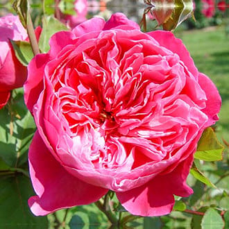 Ruža veľkokvetá Accademia® obrázok 1