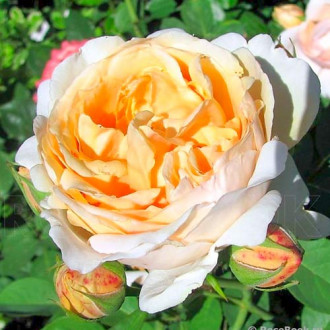 Ruža veľkokvetá Anna Fendi® obrázok 2