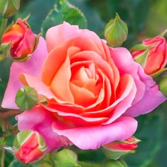 Ruža veľkokvetá Belle Epoque® obrázok 5