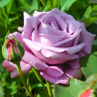 Ruža veľkokvetá Blue Monday® obrázok 6