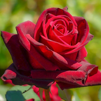 Ruža veľkokvetá Bordo, С2 obrázok 5