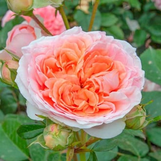 Ruža veľkokvetá Chippendale® obrázok 6