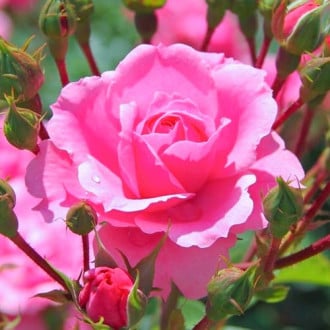 Ruža veľkokvetá Cream Pink obrázok 5