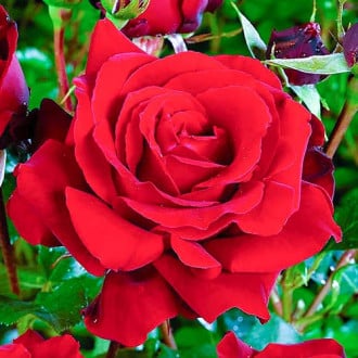 Ruža veľkokvetá Cygne Noir obrázok 1