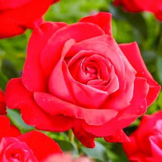 Ruža veľkokvetá Dame de Coeur obrázok 3
