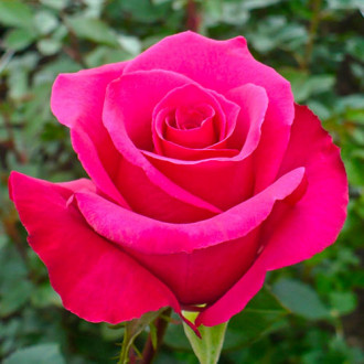 Ruža veľkokvetá Dark Pink obrázok 6
