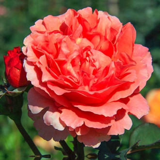Ruža veľkokvetá Etrusca® obrázok 2