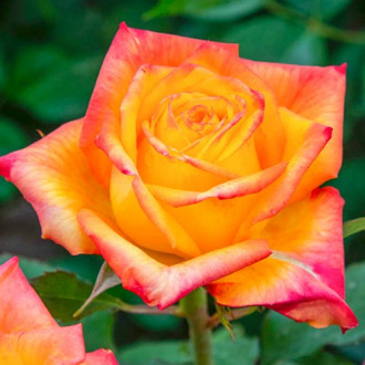 Ruža veľkokvetá Girandola obrázok 6