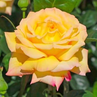 Ruža veľkokvetá Gloria Dei obrázok 3