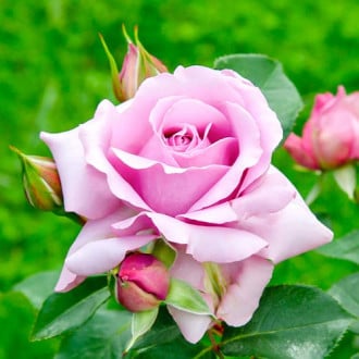 Ruža veľkokvetá Love Song® obrázok 2