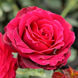 Ruža veľkokvetá Magia Nera® obrázok 5