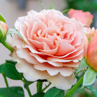Ruža veľkokvetá Mokarosa® obrázok 1