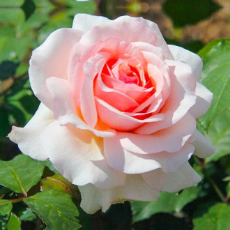 Ruža veľkokvetá Roberto Cappucci® obrázok 5