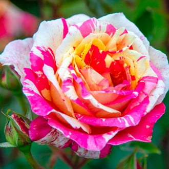 Ruža veľkokvetá Rosita Missoni obrázok 3
