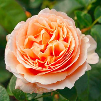 Ruža veľkokvetá Tropicana® obrázok 1