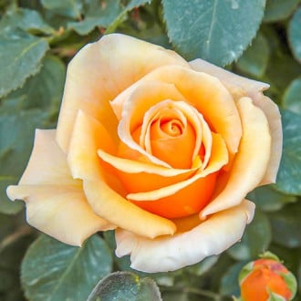 Ruža veľkokvetá Valencia® obrázok 1