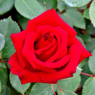 Ruža veľkokvetá Valentino® obrázok 2