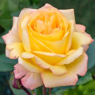 Ruža veľkokvetá Yellow Wonder obrázok 2