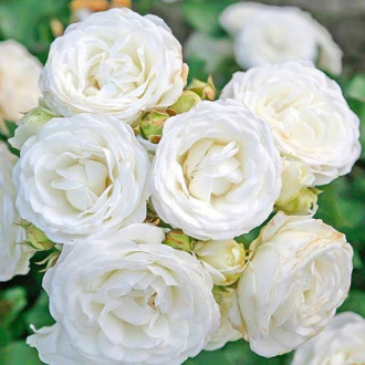 Ruža White Babyflor® obrázok 5