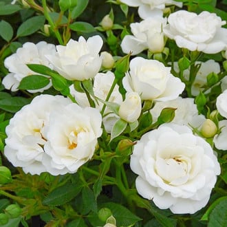 Ruža White Cover obrázok 2