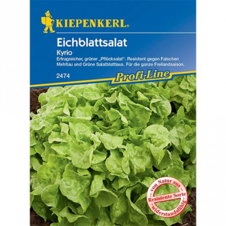 Šalát listový Kyrio fotografia 15 Šalát listový Kyrio obrázok 15