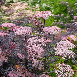 Sambucus nigra Black Lace Eva, С2 obrázok 3