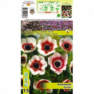 Sasanka Bicolor obrázok 6