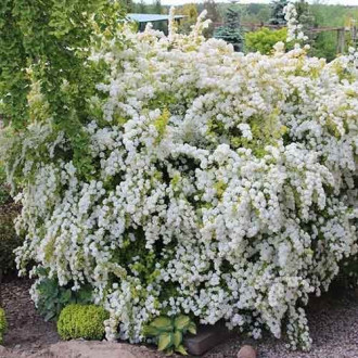 Spiraea vanhouttei Gold Fountain, С2 obrázok 6
