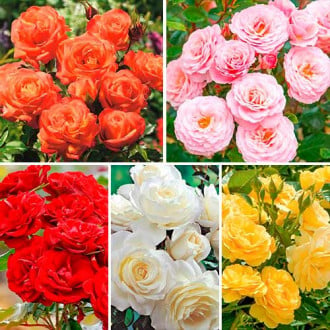 Super ponuka! Kytica ruží sada Čaro farieb, 5 sadeníc obrázok 3