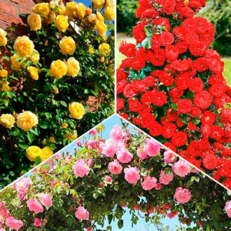 Super ponuka! Sada lezeckých ruží Tricolor, 3 sadenice obrázok 5