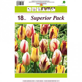 Super ponuka! Sada tulipánov Pôvab obrázok 5