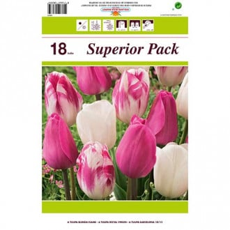 Super ponuka! Sada tulipánov Ranné svitanie obrázok 6