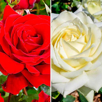 Super ponuka! Sada veľkokvetých ruží Black White, 2 sadenice obrázok 6