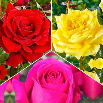Super ponuka! Sada veľkokvetých ruží Tricolor, 3 sadenice obrázok 4