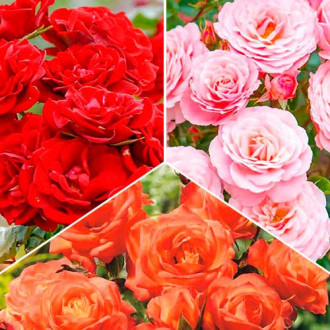Super ponuka! Súprava kytice ruží Tricolor, 3 sadenice obrázok 3