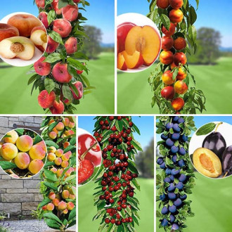 Super ponuka! Súprava letných plodov, 5 stromov obrázok 5