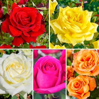 Super ponuka! Veľkokveté ruže Classic Mix, 5 sadeníc obrázok 3