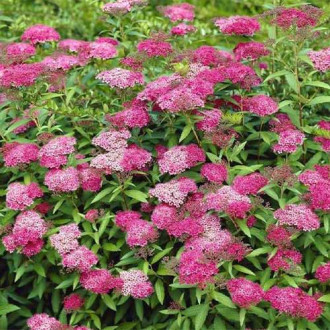 Tavoľník japonský Anthony Waterer obrázok 9